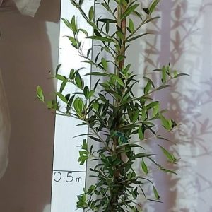 Olea-africana-Wild-Olive.jpg Olea Africana (Wild Olive) 10lt