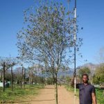 Olea-europaea-subsp.-africana-Wild-Olive.jpg Olea Africana 1000lt