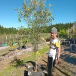 Manzanilla Olive Tree 70lt