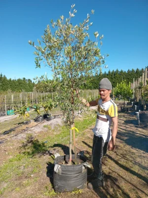 Manzanilla Olive Tree 70lt