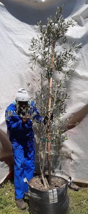 Mission Olive Tree 70lt