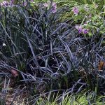 Ophiopogon-Planiscapus-4lt.jpg Ophiopogon Planiscapus 4lt