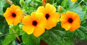 Black Eyed Susan Orange 7lt