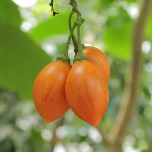 Orange-tamarillo-scaled-1.jpg Orange Tamarillo 11lt Pot