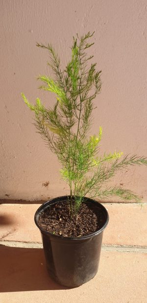 Asparagus 15cm Pot