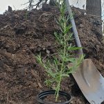 Organic Tarragon 15cm Pot