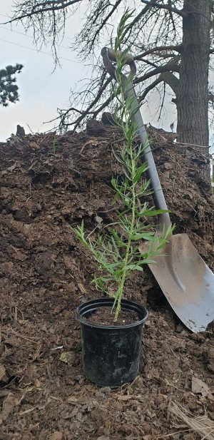 Organic Tarragon 15cm Pot