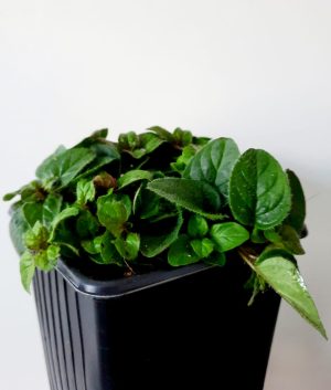 Origanum Big Leaf 10.5cm Pot