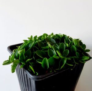 Origanum Small Leaf 10.5cm Pot