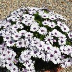 Osteo Ostica Amethyst 14cm Pot