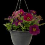 Petunia Perennial Assorted 21cm H/B