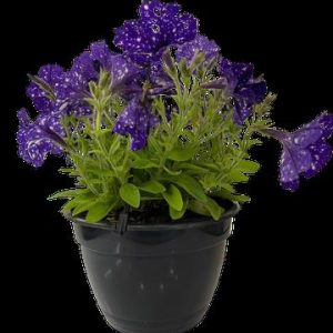 Petunia Perennial Assorted 21cm H/B