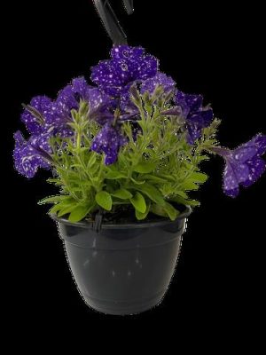 Petunia Perennial Assorted 21cm H/B