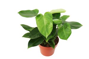 Philodendron Green Emerald 20cm Pot