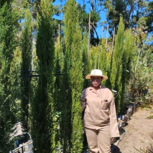 Cupressus Sempervirens 'Stricta' 70lt Common Name: Graveyard Cypress, Italian Cypress Cupressus Sempervirens 'Stricta' 70lt Common Name: Graveyard Cypress, Italian Cypress
