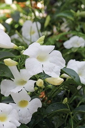 Pandorea Jasminoides White 20lt
