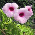 Pandorea Jasminoides Rosea 20cm Hanging Basket