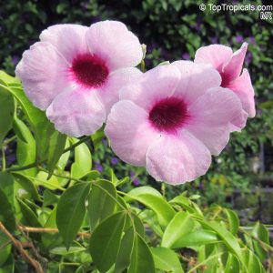 Pandorea Jasminoides Rosea 20cm Hanging Basket
