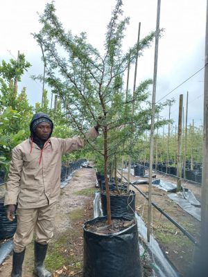 Acacia Sieberiana (Paperbark) 125lt