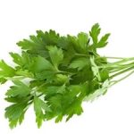 Parsley Flat Leaf 12cm Pot
