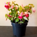 Paula-jane-info.jpg Fuchsia Paula Jane 14cm Pot