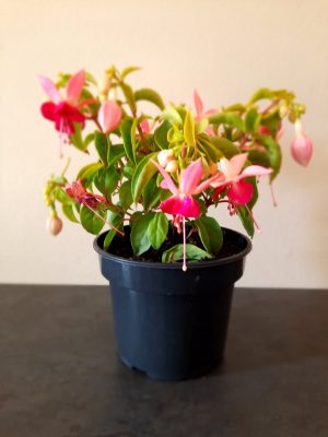 Paula-jane-info.jpg Fuchsia Paula Jane 14cm Pot