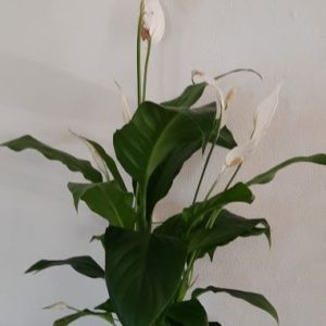 Peace Lily 15cm Pot