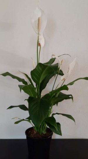 Peace Lily 15cm Pot