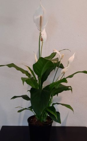 Peace Lily 15cm Pot
