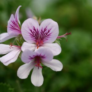 Pelargonium Betulinum 4lt