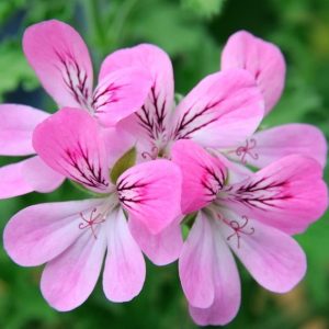 Pelargonium-capitatum.jpg Pelargonium Capitatum 4lt