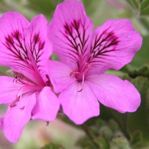 Pelargonium-cucullatum.jpg Pelargonium Cucullatum 4lt