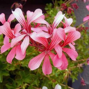 Pelargonium-peltatum-pink.jpg Pelargonium Peltatum Pink 4lt