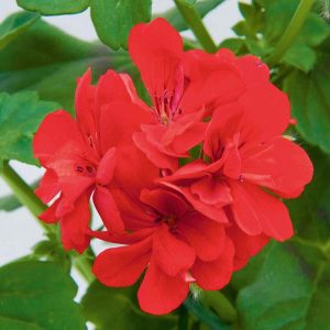 Pelargonium Peltatum Red 4lt