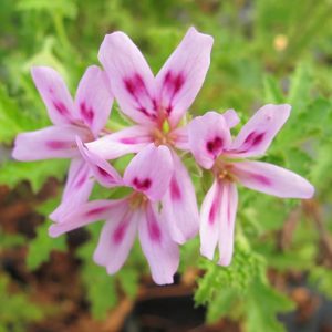 Pelargonium Assorted 12cm Pot