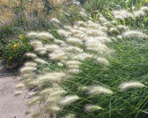 Pennisetum Cream Falls 4lt