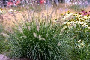Pennisetum 'Rubrum' Grass 4lt