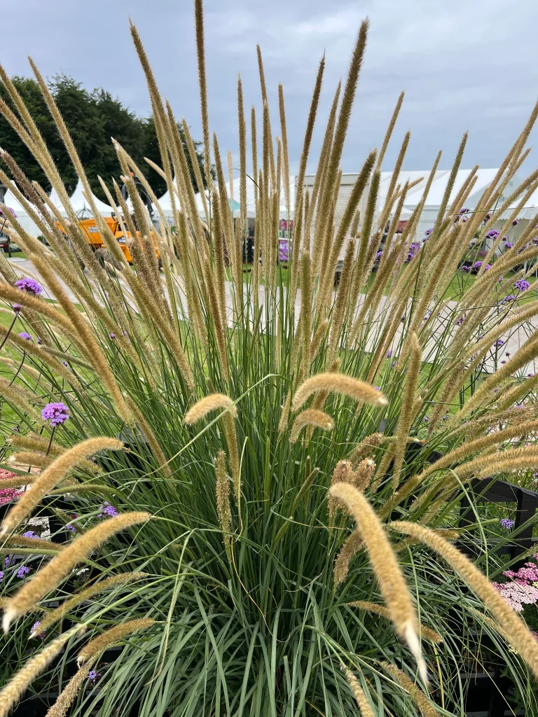 Pennisetum 'Macrourum' Grass 10lt