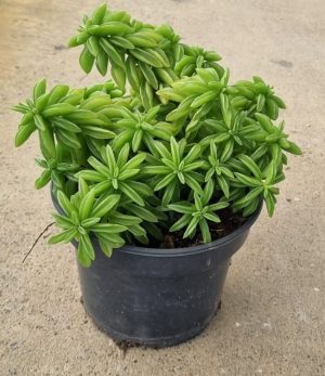 Peperomia Axillaris 14cm Pot