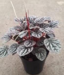 Peperomia Caperata Luna 15cm Pot