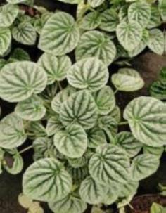 Peperomia Caperata Silver 15cm Pot