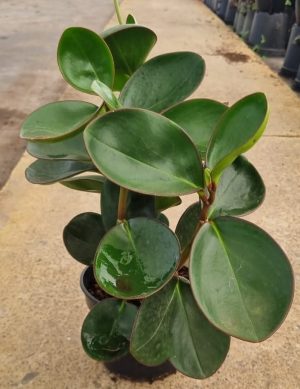 Peperomia Obtusifolia Emerald 14cm Pot