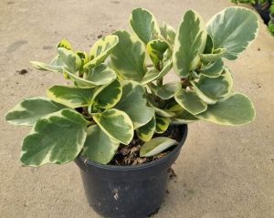 Peperomia Obtusifolia variegata 14cm Pot