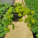 Peperomia Pecunifolia 21cm H/B