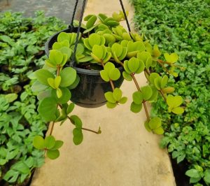 Peperomia Pecunifolia 21cm H/B