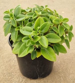 Peperomia Pixie Green 14cm Pot