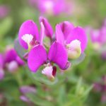 Polygala Petite Butterfly 15cm Pot