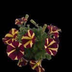 Petunia Perennial Assorted 14cm Pot