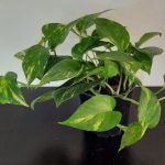 Devils Ivy 15cm Pot