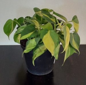 Philodendron Brasil 15cm Pot